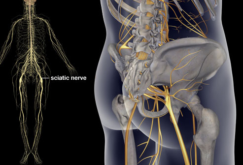 Sciatic Nerve Chiropractic CE
