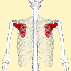 The Subscapularis Muscle