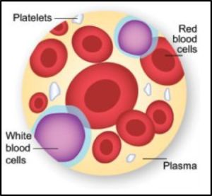 Figure 2 Makeup of a Blood Cell