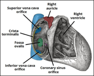 Anatomy of the Right Atrium