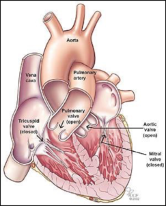 Four Valves of the Heart