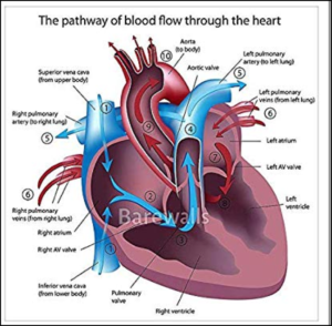 Pathway of Blood Flow Through the Heart